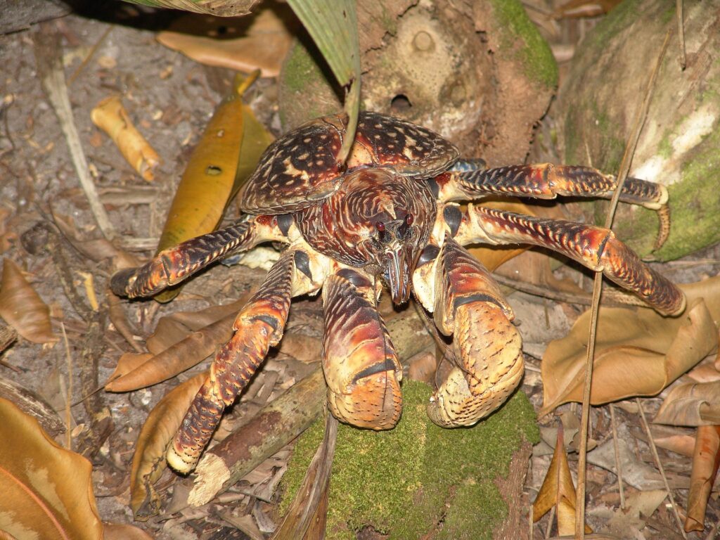 A photo of a coconut crab. Amelia Earhart may have lost her life at the hands of this creature.
